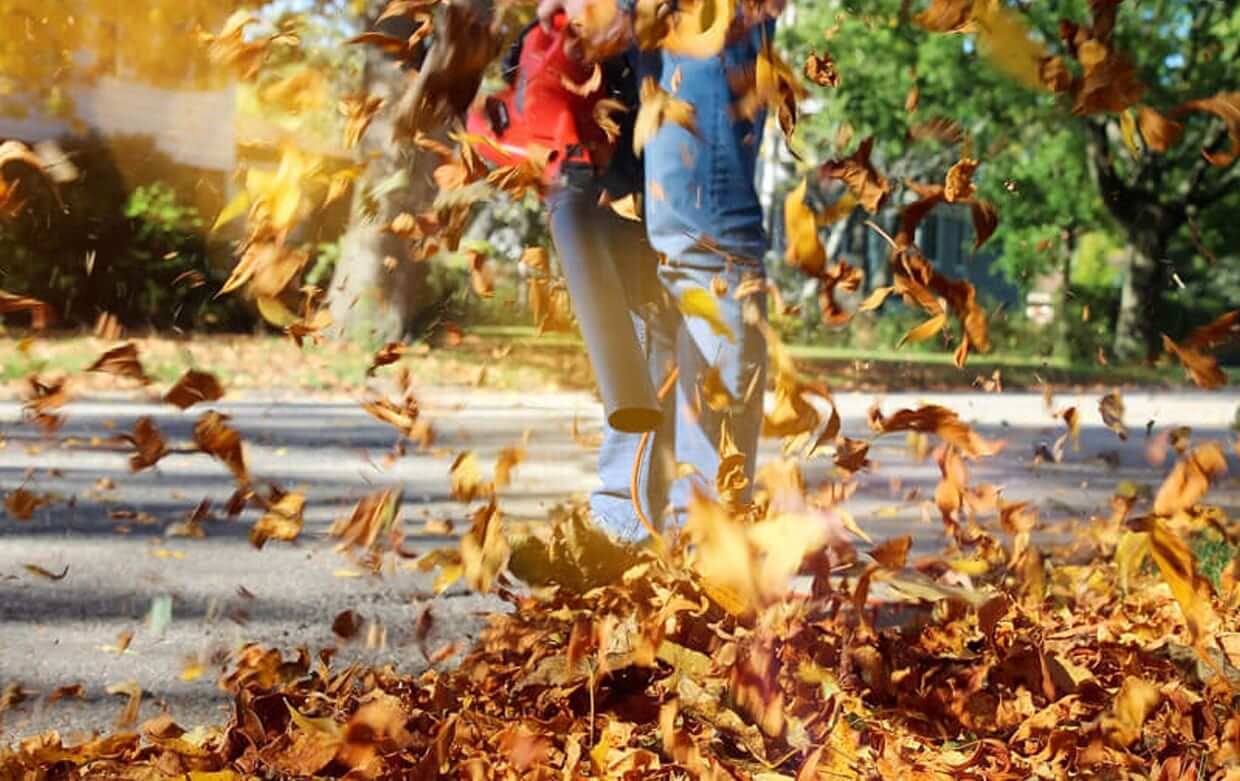 Leaf Removal